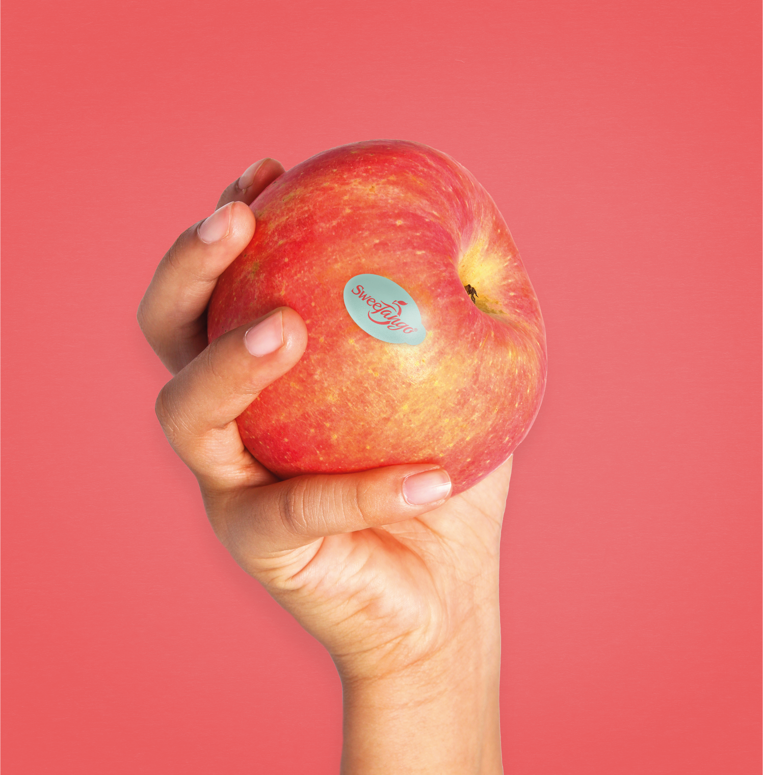 Hand holding Montague Sweetango apple with sticker